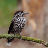 Notenkraker-17_Spotted-Nutcracker_Nucifraga-caryocatactes_D9A7845