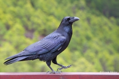 Raaf-06_Northern-Raven_Corvus-corax_A49C3321