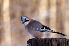 Gaai-53_Eurasian-Jay_P5A5117