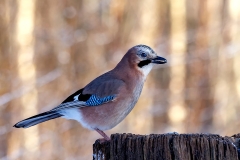 Gaai-54_Eurasian-Jay_P5A5121_