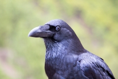 Raaf-04_Northern-Raven_Corvus-corax_A49C3326