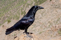 Raaf-07_Northern-Raven_Corvus-corax_A49C3713