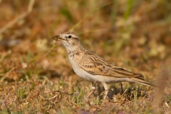 Kortteenleeuwerik-01_Greater-Short-toed-Lark_Calandrella-brachydactyla_MG_9524