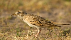 Kortteenleeuwerik-02_Greater-Short-toed-Lark_Calandrella-brachydactyla_MG_9532