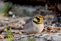 Strandleeuwerik-24_Horned-Lark_Eremophila-alpestris_D9A8951