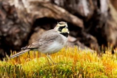 Strandleeuwerik-25_Horned-Lark_Eremophila-alpestris_D9A9198