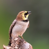 Strandleeuwerik-26_Horned-Lark_Eremophila-alpestris_E8A7830