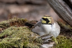 Strandleeuwerik-27_Horned-Lark_Eremophila-alpestris_1P5A0254