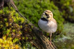 Strandleeuwerik-28_Horned-Lark_Eremophila-alpestris_1P5A0119