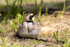 Strandleeuwerik-29_Horned-Lark_Eremophila-alpestris_1P5A0465