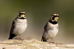 Strandleeuwerik-30_Horned-Lark_Eremophila-alpestris_P5A1491