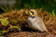 Strandleeuwerik-31_Horned-Lark_Eremophila-alpestris_P5A4133