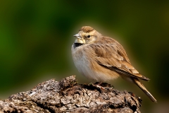 Strandleeuwerik-32_Horned-Lark_Eremophila-alpestris_P5A1135