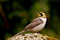 Strandleeuwerik-33_Horned-Lark_Eremophila-alpestris_P5A1271