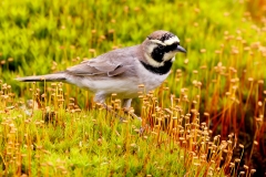 Strandleeuwerik-34_Horned-Lark_Eremophila-alpestris_P5A3698