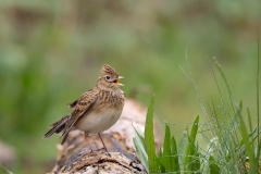 Veldleeuwerik-01_Eurasian-Skylark_Alauda-arvensis_AD9A2265