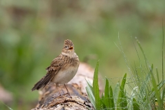 Veldleeuwerik-02_Eurasian-Skylark_Alauda-arvensis_AD9A2270