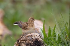 Veldleeuwerik-03_Eurasian-Skylark_Alauda-arvensis_AD9A2386