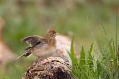 Veldleeuwerik-04_Eurasian-Skylark_Alauda-arvensis_AD9A2387