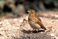 Veldleeuwerik-07_Eurasian-Skylark_Alauda-arvensis_E8A5866