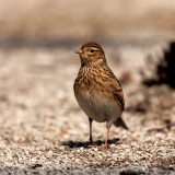 Veldleeuwerik-08_Eurasian-Skylark_Alauda-arvensis_E8A6182