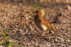 Veldleeuwerik-09_Eurasian-Skylark_Alauda-arvensis_D9A8947