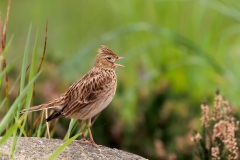 Veldleeuwerik-10_Eurasian-Skylark_Alauda-arvensis_D9A9148