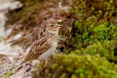 Veldleeuwerik-12_Eurasian-Skylark_Alauda-arvensis_D9A9331