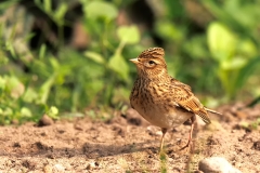 Veldleeuwerik-13_Eurasian-Skylark_Alauda-arvensis_E8A8583