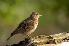 Veldleeuwerik-14_Eurasian-Skylark_Alauda-arvensis_1P5A0176