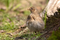 Veldleeuwerik-15_Eurasian-Skylark_Alauda-arvensis_1P5A0273