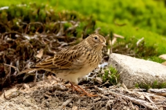 Veldleeuwerik-16_Eurasian-Skylark_Alauda-arvensis_P5A3007