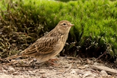 Veldleeuwerik-17_Eurasian-Skylark_Alauda-arvensis_P5A3009