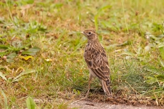 Veldleeuwerik-18_Eurasian-Skylark_Alauda-arvensis_P5A3752