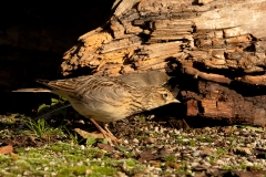 Veldleeuwerik-19_Eurasian-Skylark_Alauda-arvensis_P5A4008