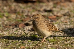 Veldleeuwerik-20_Eurasian-Skylark_Alauda-arvensis_P5A4044