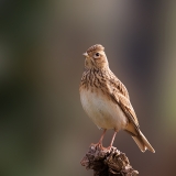 Veldleeuwerik-21_Eurasian-Skylark_Alauda-arvensis__P5A0928