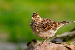 Veldleeuwerik-22_Eurasian-Skylark_Alauda-arvensis__P5A1020