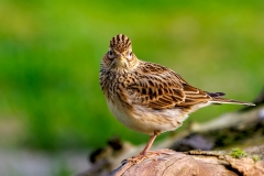 Veldleeuwerik-23_Eurasian-Skylark_Alauda-arvensis__P5A1021