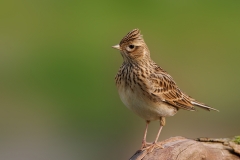 Veldleeuwerik-24_Eurasian-Skylark_Alauda-arvensis__P5A1033