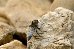 Gewone-Oeverlibel-01_Black-tailed-Skimmer_Orthetrum-cancellatum_BZ4T9652