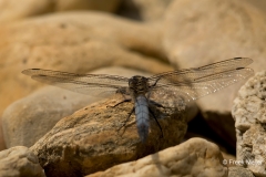 Gewone-Oeverlibel-02_Black-tailed-Skimmer_Orthetrum-cancellatum_BZ4T9611