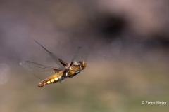 Gewone-Oeverlibel-03_Black-tailed-Skimmer_Orthetrum-cancellatum_11I1581