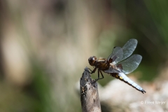 Gewone-Oeverlibel-04_Black-tailed-Skimmer_Orthetrum-cancellatum_11I1622