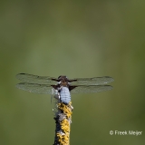 Gewone-Oeverlibel-05_Black-tailed-Skimmer_Orthetrum-cancellatum_11I2115