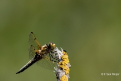 Gewone-Oeverlibel-06_Black-tailed-Skimmer_Orthetrum-cancellatum_11I2143