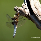 Gewone-Oeverlibel-07_Black-tailed-Skimmer_Orthetrum-cancellatum_11I2153