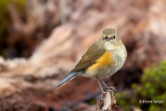 Blauwstaart-14_Red-flanked-Bluetail_Tarsiger-cyanurus_9E8A0029