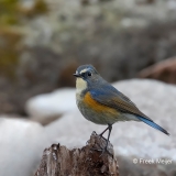 Blauwstaart-19_Red-flanked-Bluetail_Tarsiger-cyanurus_9E8A0308