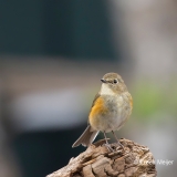 Blauwstaart-21_Red-flanked-Bluetail_Tarsiger-cyanurus_9E8A0323